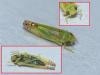 Zyginella pulchra